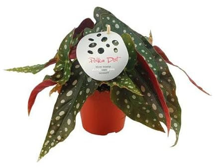 Forellenbegonie - Begonia Maculata - Zimmerpflanze - Ø12cm - 20cm