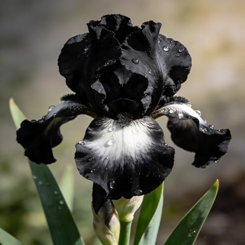 iris, iris - mini decorazione da giardino rizoma in vaso, di selvatici, selvatici da di precoci giardino interno 8bulbi