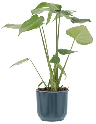 KENTIS - Monstera Deliciosa - Pianta Vera da Interno Resistente - Piante da Appartamento Purifica Aria - Ornamentale - H 40-50 cm Vaso Ø 14 cm