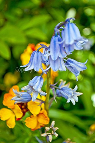 Glockenblumen Foto ein 30,5 x 45,7 cm Fotodruck Bluebell Blumen Hyacinthoides non-scripta Endymion non-scriptus Hochformat Foto Farbe Bild Fine Art Print Fotografie Durch Andy Evans Fotos