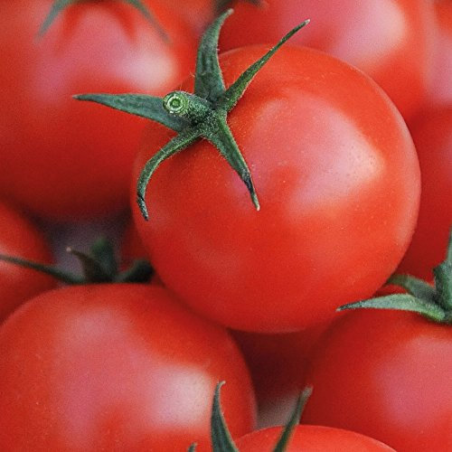 Tomato Vegetable Seeds Grow Your Own Cherry Sized Fruit Crops for Garden, Allotment & Greenhouse Gardeners Delight Approx 50 Seeds 1 x Finished Packet by Thompson & Morgan