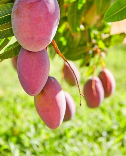 Mango-Pflanze 'Tommy Atkins' Mangifera Indica - gepfropft - im Topf Ø 18 cm - Höhe 120/150 cm