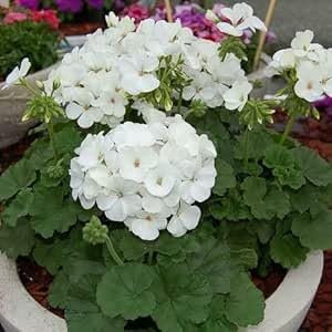 90 Stück weiße Geranien-Blumensamen