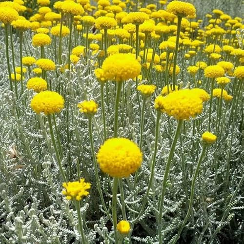 12 unidades o 1 m² Santolinia ciprés pequeño - Santolina Chamaecyparissus Maceta 9x9 cm