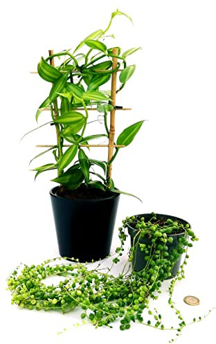 POWERS TO FLOWERS - ORCHIDEA VANIGLIA XL E SENECIO ROWLEYANUS, Piante Vere