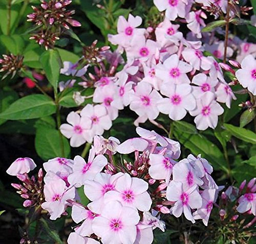 Hohe Flammenblume Kirmeländer - Phlox Paniculata - lebende Gartenpflanze aus den Baumschulen