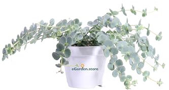 eGarden.store Pianta di Sedum Sieboldii Erba Teresina pianta da esterno succulenta tappezzante o ricadente pianta ornamentale fiore rosa vera venduta