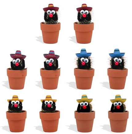 DutchLeafs 10 Stück Mexikanische Kakteen mit Sombrero im Ø 7 cm Terrakotta Blumentopf - Ideale Kaktus Deko für Zuhause, Büro, Restaurants, Hotels - Höhe 8-15 cm
