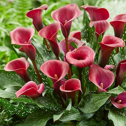 Votaniki Calla Lily Valencia - Long Lasting Blooms, Perennial Calla Lily Bulbs for Ready to Plant | Heat and Drought Tolerant, Red Calla Lily, Summer Flowering Bulbs - Easy to Grow (1 Pack)