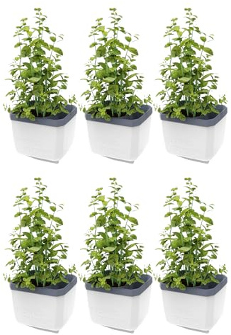 GUSTA GARDEN Herbs Buddy - Selbstbewässerungstopf & Kräutertopf für Küche & Fensterbank, Ideal für Basilikum, Wassertank, Wasserstandsanzeige