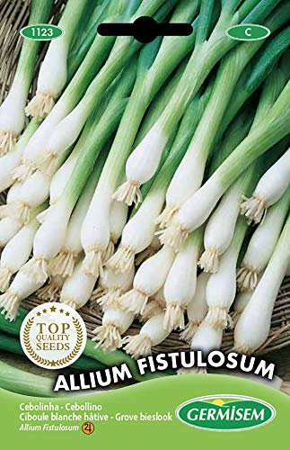 Germisem Allium Fistulosum Semi di Erba Cipollina 2 g