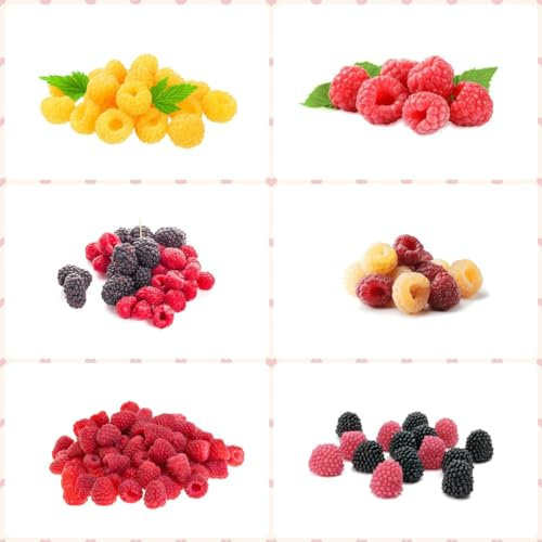 35 pcs obst samen himbeeren, danke geschenk bäume garten winterhart Himbeer,Rubus idaeus,Seltene Pflanzen serie, säulenobstbäume bonsai topf früchte geschenke für gartenliebhaber