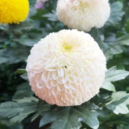 250 pcs chrysanthemen samen pflanzensamen blumendeko hochbeett deko pflanze bienen wiese ausgefallene geschenke zimmerbonsai bonsai balkonpflanzen winterhart sommerblumen samen