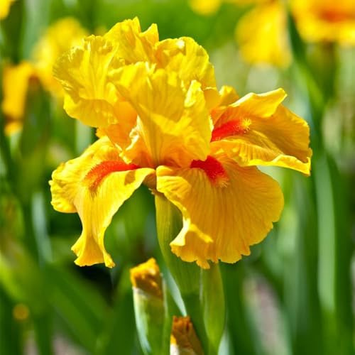 6 piezas bulbos de iris - resistentes para jardín, exóticas resistentes al exterior, balcón silvestres de primavera