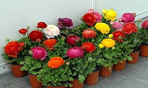 Frische 40 Halb-Ranunkel-Mache di Fiori-Mischung