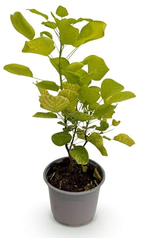 Cotinus coggygria Golden Spirit Arbre de perruque, feuillage jaune, 12 cm, hauteur : env. 35 cm, arbuste de perruque tombant avec feuilles d'été jaunes et coloration automnale orange-rouge – Facile