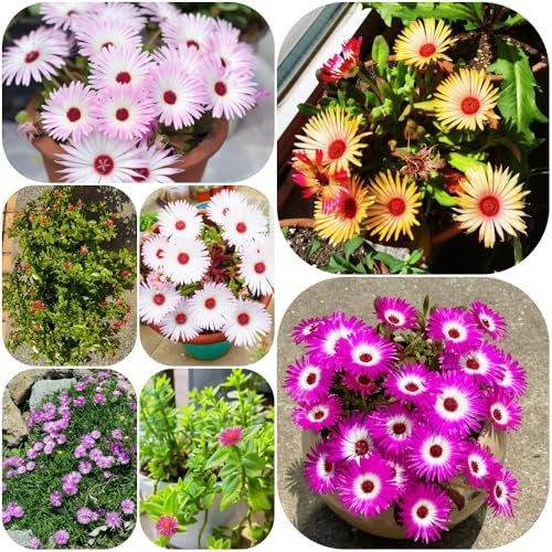 Semillas de planta de hielo - orgánico semillas como recuerdo fiesta verano variedades antiguas decoración sala estar silvestres regalos para jardineros 200pcs