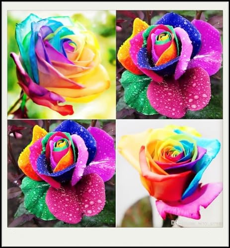 Sehr Bienenfreundlich, Top - Garten, Das Bunt Gemischte, Luftreinigende Zimmer - Exklusive, Winterharte, Rosen Vielfarbige, Pflegeleichte, 2bulbs-B