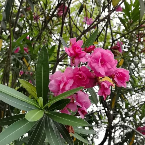 semi di oleandro, giardino di arbusti estivi esotiche da giardino per esterni da per luoghi soleggiati decorazione come gli ospiti 15pcs