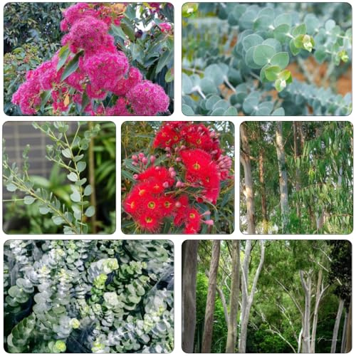 eukalyptus schnittblumen garten hochbeet büropflanzen blumenbeet balkon kletterpflanzen hängepflanzen winterhart mehrjährig pflanzendeko bonsaibaum winterharte stauden mehrjährig 550samen