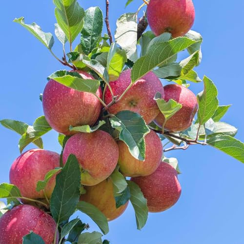 mela/facile da coltivare/resistente al freddo/giardino in vaso/albero da frutto perenne-4 bulbi -h