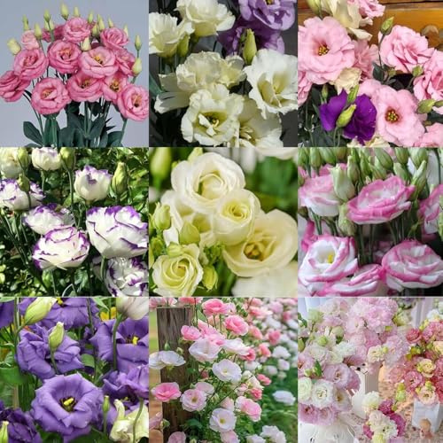 2000 semi di campanula di diversi colori, adatti per la semina in inverno