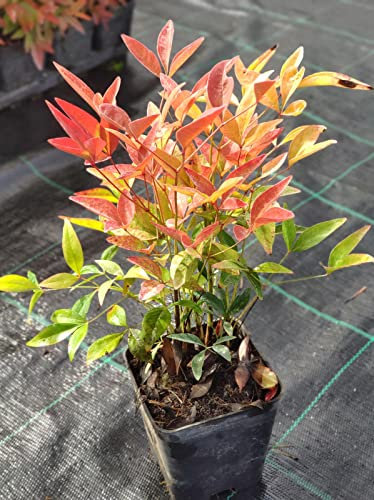 Nandina Domestica “Bambù Sacro”, Pianta sempreverde in Vaso ø8 cm, Cespuglio da Esterno, Arbusto da Giardino, Vivaio di Castelletto
