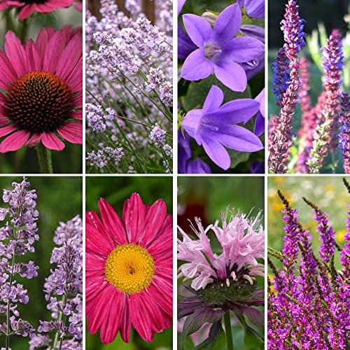 Nurseryman’s Choice Perennial Cottage Garden Collection Hardy Perennial Our Choice of Lucky Dip Plant Variety Easy Grow Your Own Garden Flowers 9X 9cm Potted Plant Thompson and Morgan
