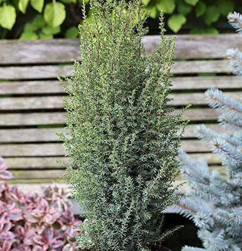 Säulen Wacholder Sentinel 40-50cm - Juniperus communis - lebende Gartenpflanze aus den Baumschulen