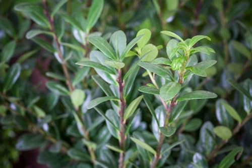 Japanische Stechpalme Ilex crenata Robustico 20-25 cm winterhart | Schnittverträglich, ideal für Formhecke und Sichtschutz, sonnig bis halbschattig, robust, dichter Wuchs, langlebig