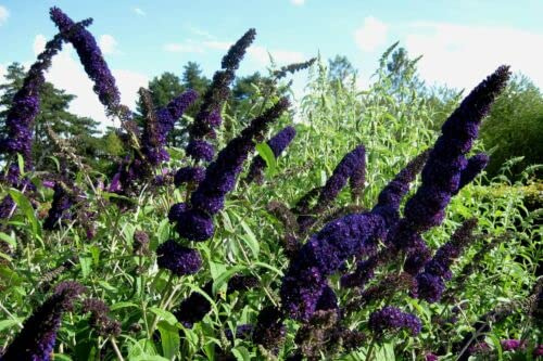5 Graines d'Arb a Pllons Purple (Buddleia Davidii Black Knight) G476 semi: solo semi