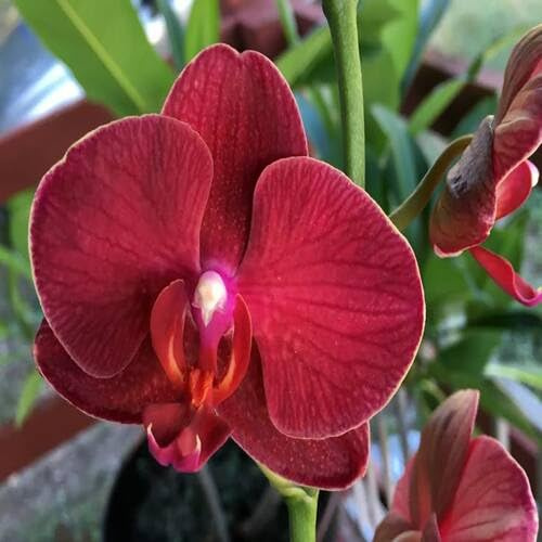 100 semillas de orquídeas Phalaenopsis rojas