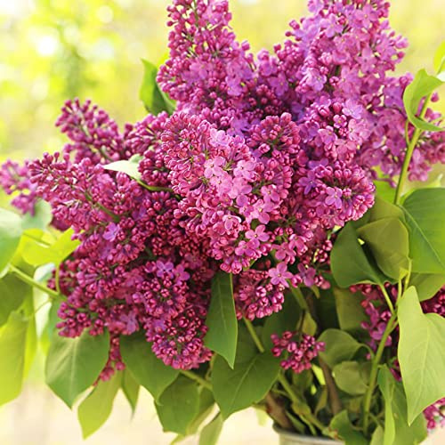 fliederbaum balkongewächshäuser nelkensamen stauden balkonpflanzen winterhart mehrjährig gewächshaus balkon blumensaat hängepflanzen schnittblumen bonsai topf schmetterlingsflieder 200samen