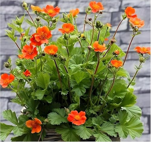 Stauden Gänge 1 x Geum coccineum 'Koi' Orangerotblühender Nelkenwurz | Orange Staude für Sonne bis Halbschatten, Blüte Mai bis Juli, mehrjährig, 9x9 cm Topf
