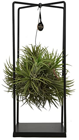 ZynesFlora Tillandsia Plante aérienne grande dans un support métallique - Hauteur: 35-40 cm - Véritable Tillandsia Air Plant Rebord de fenêtre Salon Chambre Décoration à suspendre
