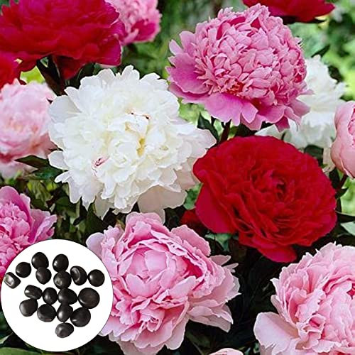 LovePlz 100 Semillas de peonía unids/Bolsa Crecen rápido, fácil de germinar, de Gran vitalidad, Excelentes Semillas de Plantas de plantación Multicolor