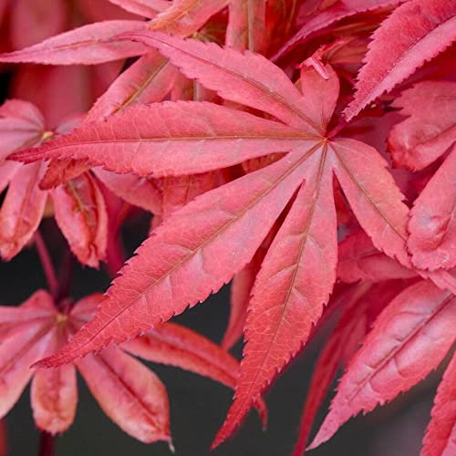 Acer palmatum Skeeter's Broom - Japanese Maple Tree | Large Outdoor Garden Ready Plant in Pot (50-70cm Incl. Pot)