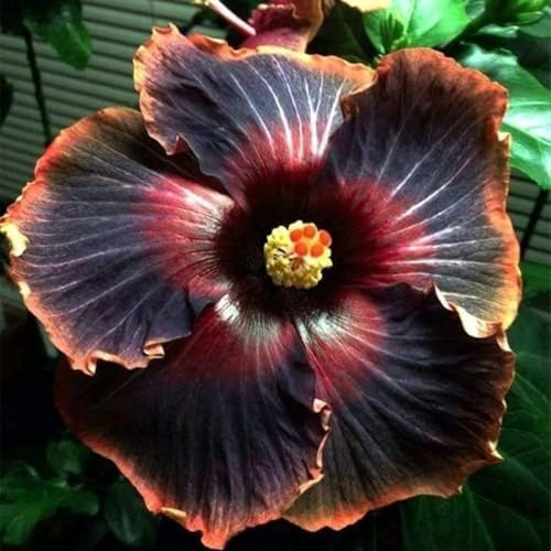 Blumenzwiebel Mix, Winterhart pflanzen, Mehrjährige Blumenzwiebel ist winterhart, Winterhart zwiebeln, Mysteriöse magische Glühbirne-1 Hibiskus-Zwiebel