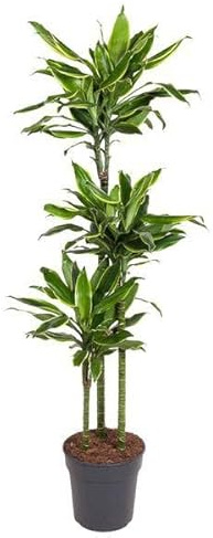 Drachenbaum – Dracaena Golden Coast 160cm – Ø24cm – Zimmerpflanze mit grünen & goldgelben Blättern – Elegante pflegeleichte Dekopflanze für Wohnzimmer, Büro & Wintergarten
