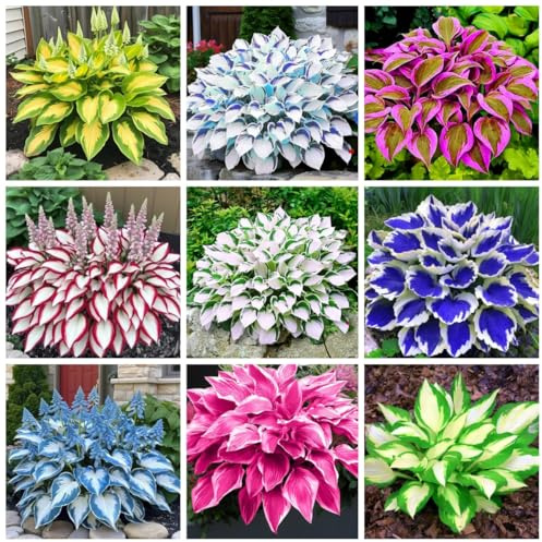 200 variétés d'hosta, avec leurs combinaisons de feuillage richement colorées, font un choix luxuriant et vibrant pour les accents de feuilles,Colour Misto