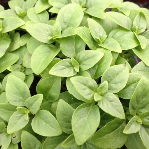 Basilic Grec, Graines à Semer, Herbe Aromatique Méditerranéenne, 50 Graines