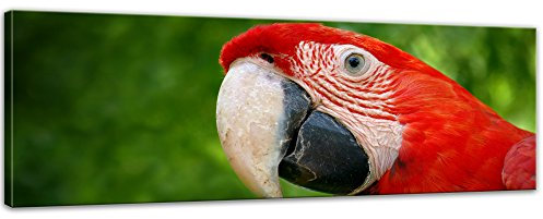 Keilrahmenbild Hellroter Ara - 120x40 cm Bilder als Leinwanddruck Fotoleinwand Tierbild Vogel - Natur Papagei vor grünem Hintergrund