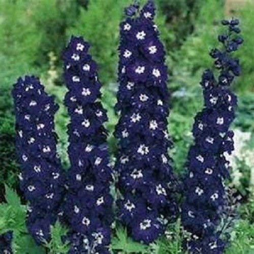 Graines de Delphinium Roi Arthur 100 Blumensamen