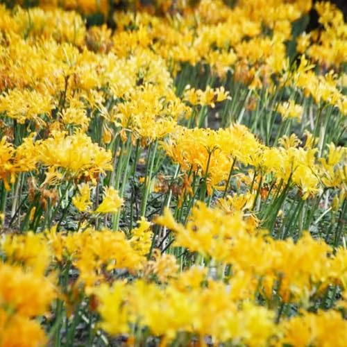 blutblume kaufen - blumenzwiebeln - seltene serie - frühblüher blumenzwiebel garten balkonpflanzen winterhart balkon frühlingsblumen 6zwiebeln