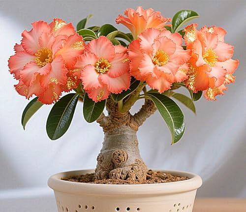 Bellissimo Rizoma Di Rosa Del Deserto, Resistenti Al Freddo E Alla Siccità, Facile Da Coltivare, Adatto A Primavera E Autunno-1 Rizoma-C