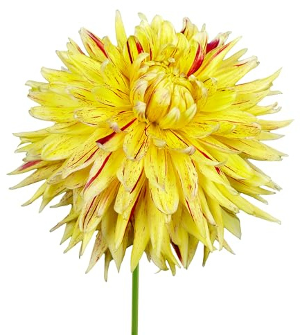 Bulbes de Dahlias 7 x 'Cambridge' - The Bulb Farmers - Été - Cultivé aux Pays-Bas -Bulbes de Dahlias -Bulbes à fleurs