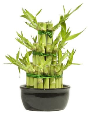 60 pcs glücksbambus samen seltene pflanzen Dracaena sanderiana, bonsai bäumchen kaufen steingartenpflanzen winterhart saatgut geschenk garten immergrüne pflanzen winterhart wanddeko