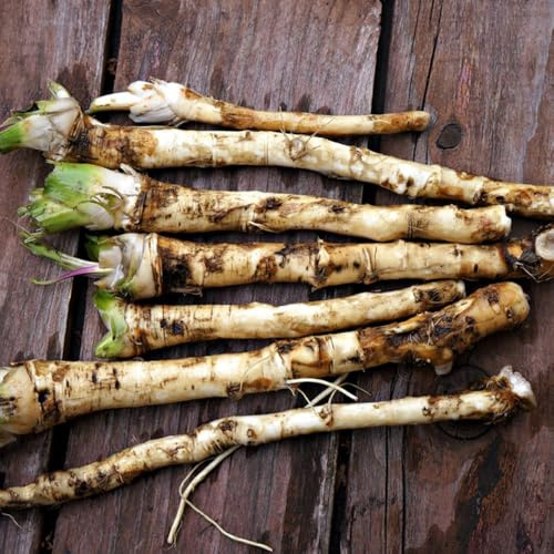 semillas de rábano picante de jardín que cubren el suelo, orgánicas, frescas de rábano picante, jardín, orgánicas 100pcs
