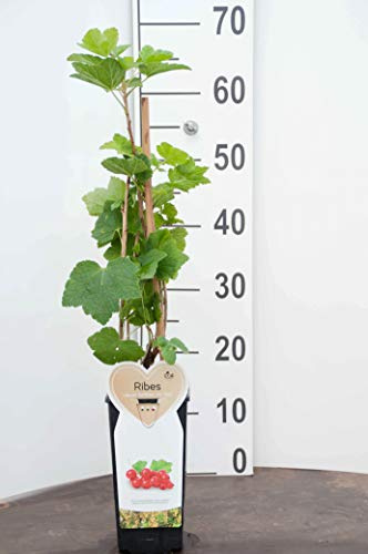 5 Piante di Ribes Rosso su Vaso Alto da 14 cm