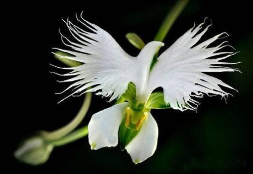 Graines de jardin de Radiata japonaise à fleurs rares Higarden pour la plantation de graines d'orchidées colombe blanche: PAQUET DE 100 GRAINES